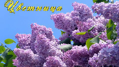 Цветница с Красотата на Цветята !Честит Празник