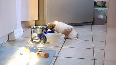 Irresistible Puppies