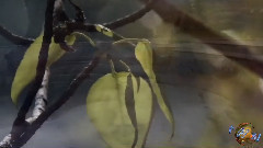 Андрей Весенин