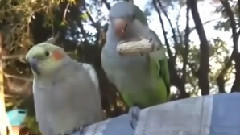 Очень жадный попугай
