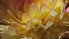 把你带回我的草原