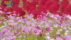 コキアの紅葉とコスモス(ひたち海浜公園)