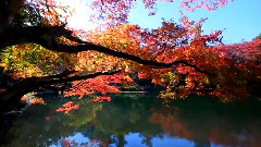 軽井沢の紅葉 雲場池 里池 観光 日本の紅葉 ディスカバーニッポン