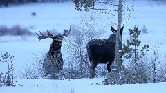 Ели и Наско