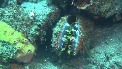 The Wrecks & Reefs of Bali