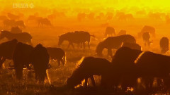 Love Story 遇到 Viva La Vida