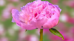 Peony Blooming