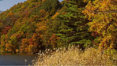北八ヶ岳 松原湖の紅葉