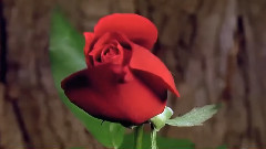 Exotic Flowers Dancing Time Lapse