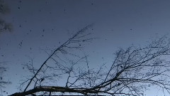 Eternal Autumn(永恒的秋天)