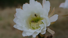 Beautiful Blossoming Echinopsis, Epiphyllum