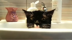 кошки хотят уединения