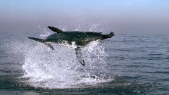 Planet Earth The Great White Killer