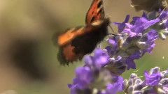 Amazing Nature Summer