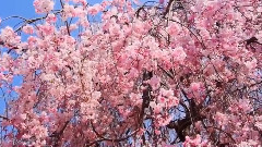 Из коллекции мировых шедевров