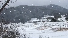 Yuki Wa Furu (Сакура под снегом, Tombe La Neige) 1964