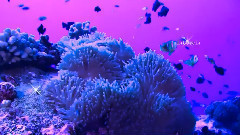 Chris Spheeris - Psyche