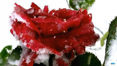 Красивое видео. Дыхание зимы. Цветы и снег