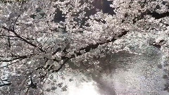 東京•新宿御苑の満開の桜 東京観光 日本の桜