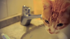 Breton'S Guide To Life