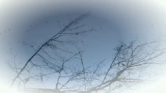 Tales Of Men And Trees