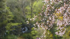 吉野山の山桜と修験道 吉野観光 日本の桜