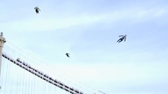 影视原声 - 电影<超能失控>片段之Flying People in New York City