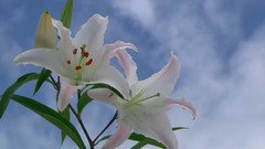 粉红色的旋舞 (春)