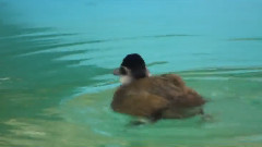 йа уточка банджо