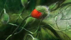 Цветы говорят с сердцем