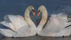 Если б тебя в этом мире (Автор-Сергей Ким)