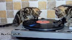 DJ Котята