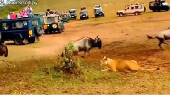 Когато търпението на лъва свърши