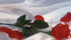 22 Tristeria Light of your smile