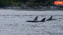 小林杰的味道2015