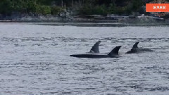 请到长城来滑雪