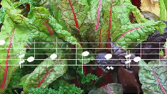 La Flûte Sur Un Coin De Rue