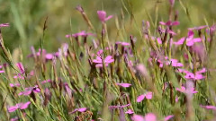 It Will Be A Beautiful Day