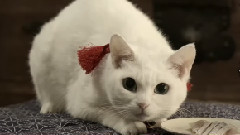 影视原声 - 猫侍 玉之丞,江戸へ行く 特報