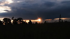 Evening Ritual Relocation Of Horses