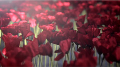 Flower Tag By Kenzo Making Of