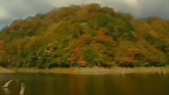 毛主席的光辉 古筝独奏