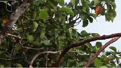 Greater Bird of Paradise