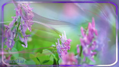 Greater Bird - The Romantic Eyes