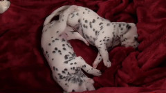 阿拉斯加雪橇狗狗