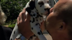 狗狗日记结语篇