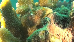 Frogfish Changing Color