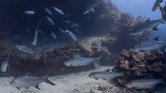 Tarpon Cave At Turtle Reef Grand Cayman 4K-HD