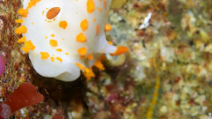 GH4FocusTrackingTest