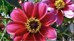 Дмитрий Шостакович